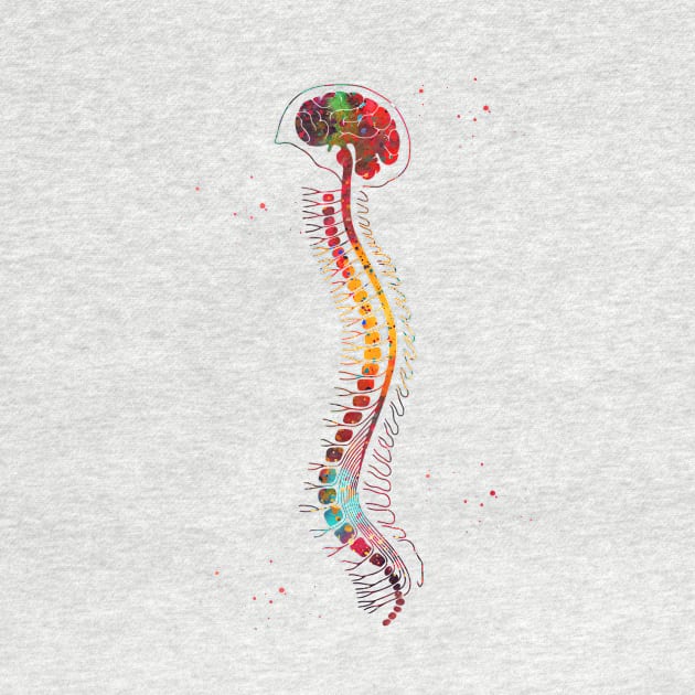 Brain with spinal cord by erzebeth